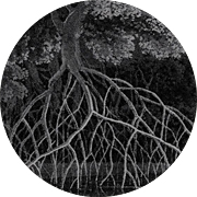 Kuva:Biodiversity Heritage Library